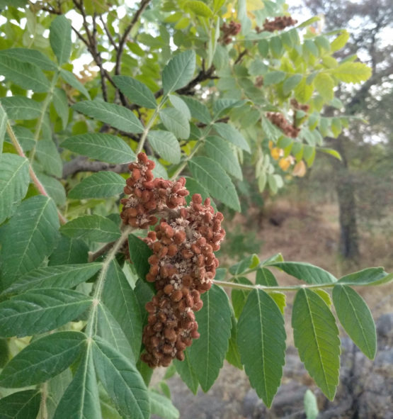 سماق قهوه ای خوشه ای درجه یک